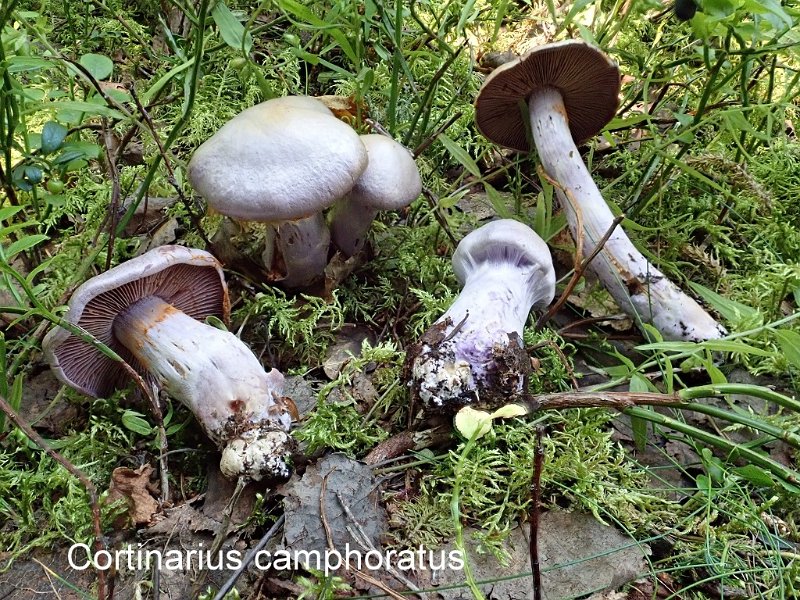 Cortinarius camphoratus-amf597-1.jpg - Cortinarius camphoratus ; Syn: Inoloma camphoratum ; Nom français: Cortinaire camphré